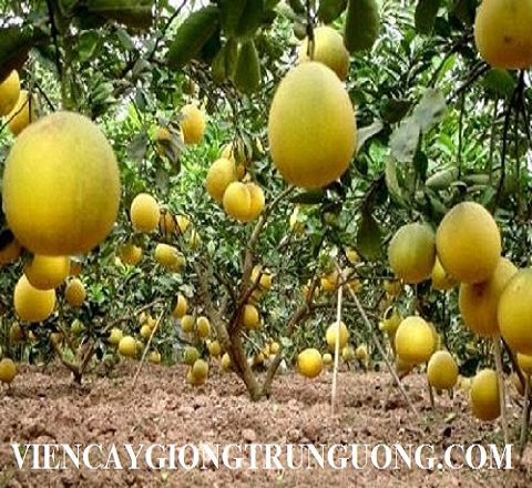 Giống cây ăn quả