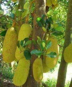 CÂY MÍT CHOAI 6 tháng cho trái chất lượng quả ngon, năng xuất cao.