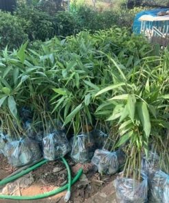 TRE BÁT ĐỘ là giống tre trồng lấy măng số 1 hiện nay.
