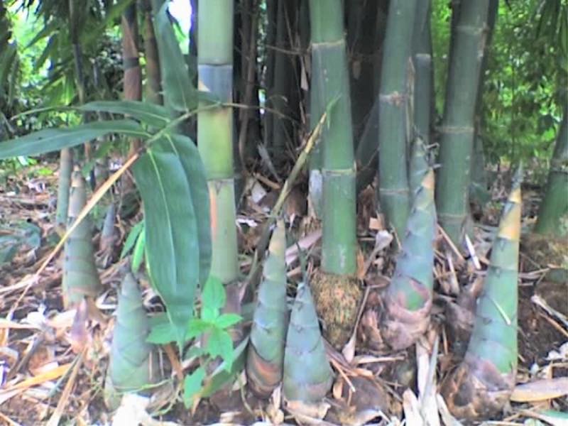 TRE MĂNG BÁT ĐỘ