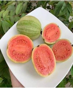 ỔI CẨM THẠCH F1 cây ghép nhanh cho quả, hiệu quả kinh tế cao.