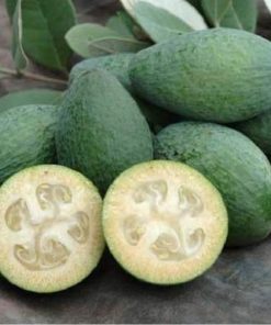 GIỐNG CÂY ỔI DỨA f1 nhanh cho trái.