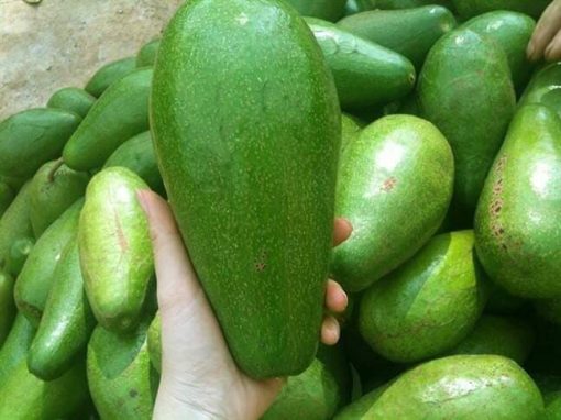 bơ sáp