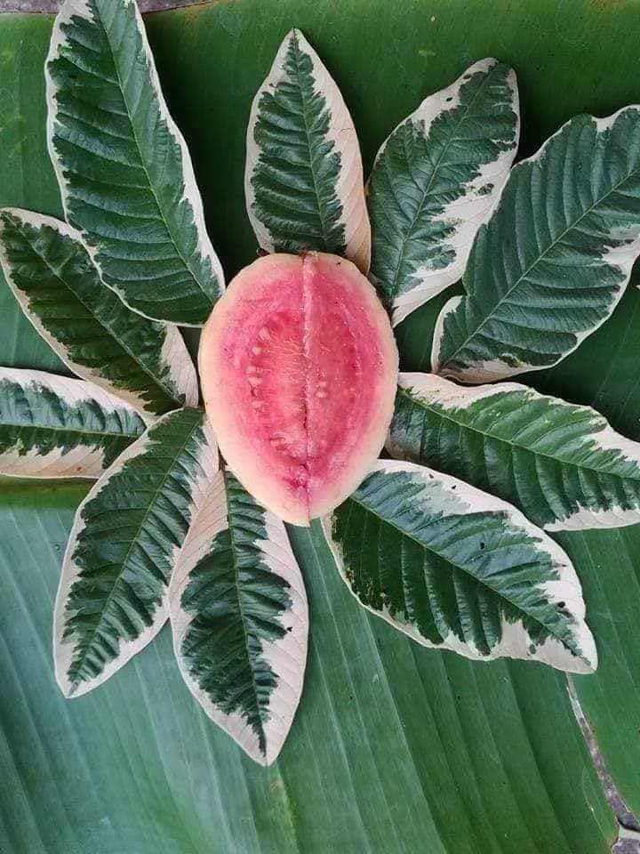 ổi cẩm thạch ổi cẩm thạch