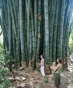 TRE KHỔNG LỒ là giống tre cho măng lớn số 1 nhất hiện nay.