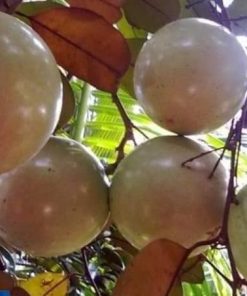 VÚ SỮA BƠ HỒNG