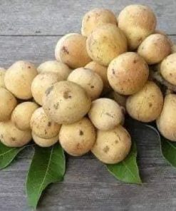 BÒN BON THÁI cây giống f1