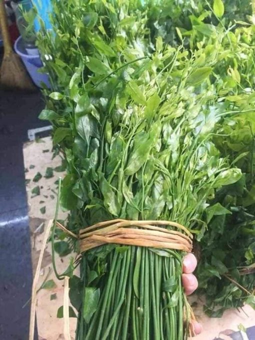 CÂY RAU SẮNG