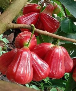 CÂY ROI ĐỎ THÁI (mận an phước)