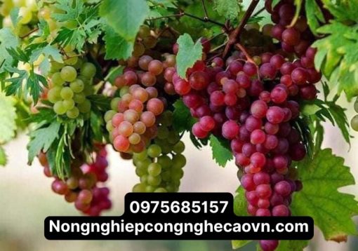 NHO NINH THUẬN