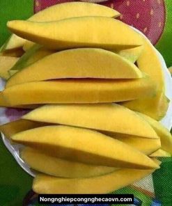 CÂY XOÀI THÁI LAN