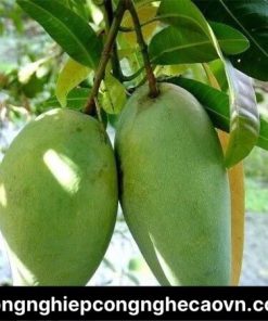 GIỐNG CÂY XOÀI TỨ QUÝ F1 CHẤT LƯỢNG CAO