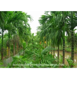 CÂY CAU TỨ QUÝ F1 cho năng xuất chất lượng cao.