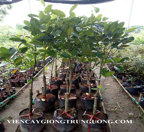 Cây ăn quả trưởng thành