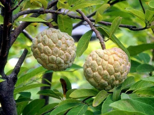 Na không hạt