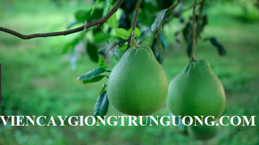 Giống cây nhập khẩu