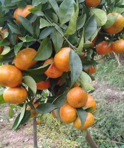 Quýt Đường Thái Lan chuẩn giống f1