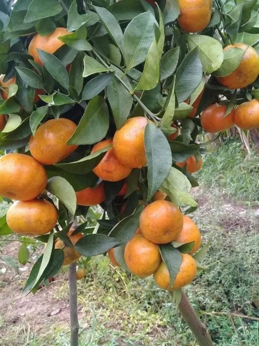 Quýt Đường Thái Lan chuẩn giống f1