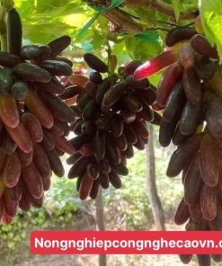 NHO NGÓN TAY MỸ NỮ f1 không hạt.