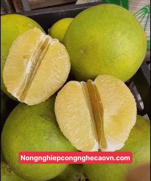 bưởi không hạt