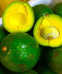 CÂY BƠ BOOTH F1 chuẩn giống, nhanh cho trái.