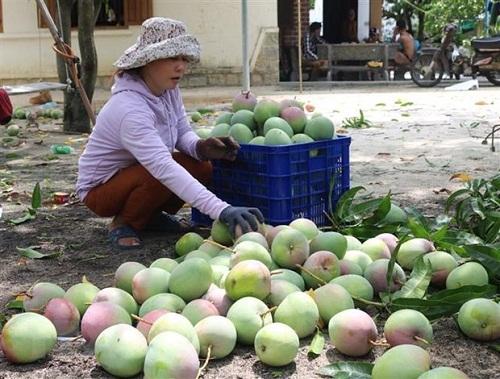 xoài úc chất lượng cao