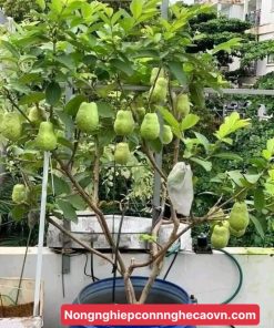 CÂY ỔI LÊ ĐÀI LOAN F1 cây chiết cành 6 tháng cho trái.