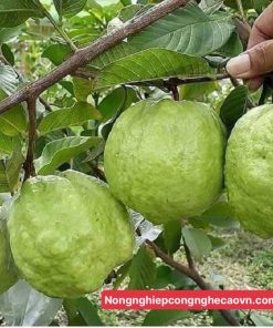 CÂY ỔI KHÔNG HẠT f1 cây chiết nhanh cho trái.