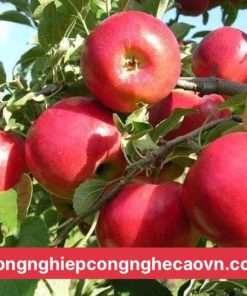 TÁO TÂY RUỘT ĐỎ f1 chuẩn giống.
