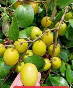 TÁO ĐÀO VÀNG f1 cho quả sau 6 tháng.