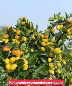 HỒNG TÁO f1 nhanh cho trái.