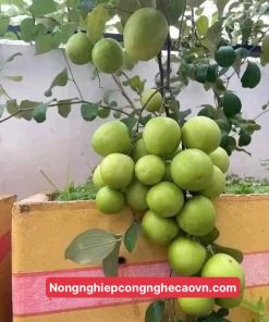 GIỐNG TÁO THÁI LAN f1 dễ trồng, nhanh cho quả.