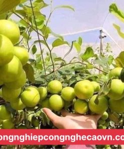 GIỐNG TÁO T5 chuẩn giống, nhanh cho trái.