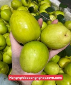 GIỐNG TÁO ĐÀI LOAN f1 chuẩn giống.