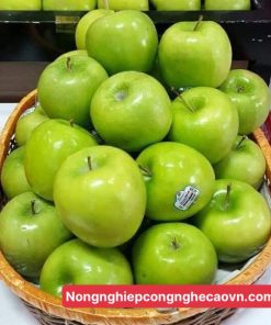 GIỐNG TÁO D28 chuẩn giống F1, năng xuất cao.