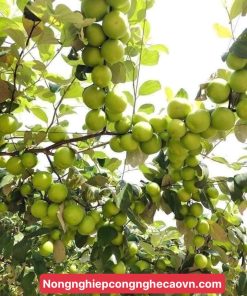 GIỐNG TÁO CHUA GIA LỘC F1 cây ghép chuẩn giống năng xuất cao.