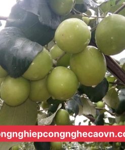 GIỐNG CÂY TÁO ĐẠI F1 chuẩn giống, nhanh cho trái.