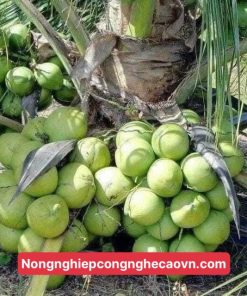 GIỐNG CÂY DỪA XIÊM LÙN f1 siêu trái, chất lượng tốt.