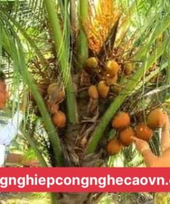 GIỐNG CÂY DỪA XIÊM LỬA f1 chuẩn giống, nhanh cho trái.