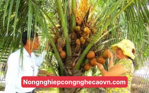 dừa xiêm lửa