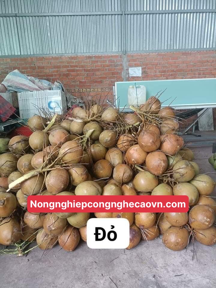 dừa xiêm lửa