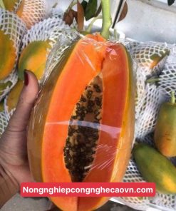 đu đủ đài loan