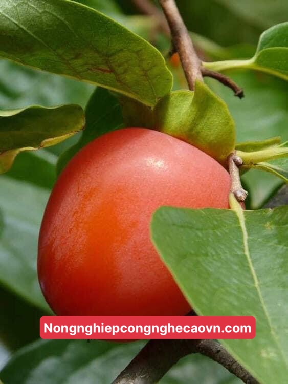 hồng nhân hậu