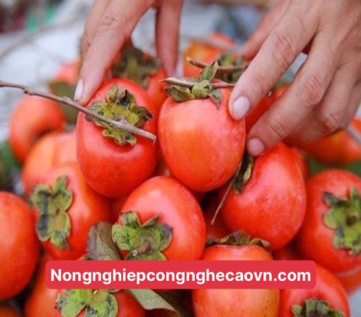 hồng nhân hậu