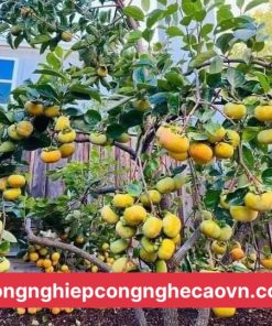 HỒNG GIÒN NHẬT BẢN f1 chuẩn giống, giá trị kinh tế cao.
