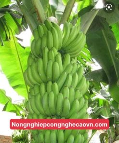 CHUỐI TIÊU HỒNG F1