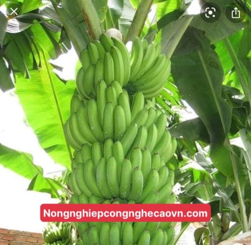 CHUỐI TIÊU HỒNG F1