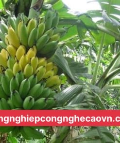 chuối tây thái lùn