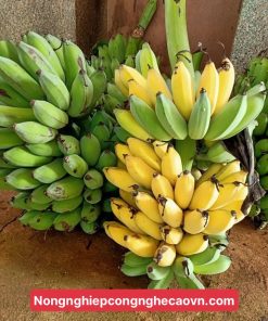 cây chuối mốc lùn