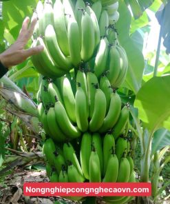 chuối già nam mỹ